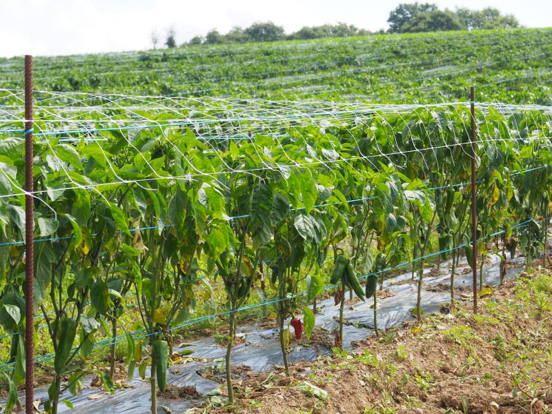 Pose des filets au dessus des pieds de piment