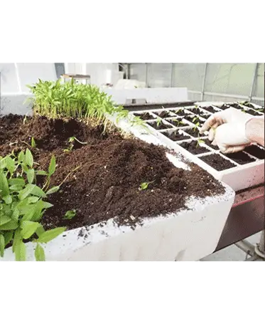 Semis et repiquage du piment d'Espelette