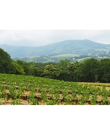 Jachère et premières fleurs de piment d'Espelette