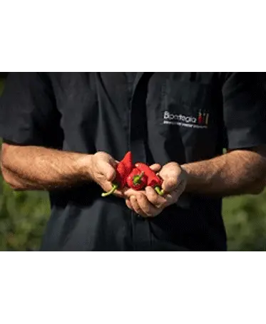 Dans le champ de piment d'Espelette