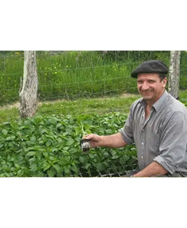 Plantations de piment d'Espelette chez Bipertegia