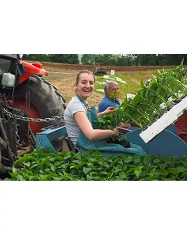 Les plantations de pieds de piment d'Espelette