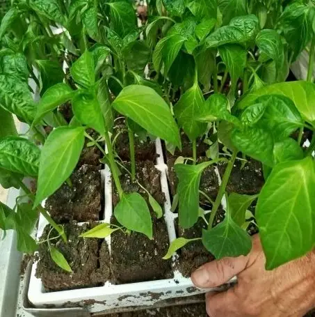 Préparation des pieds de piment d'Espelette #Etape 4