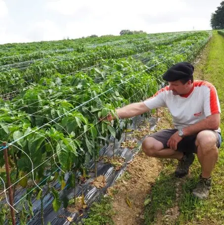 Désherbage et pose des filets chez Bipertegia #Etape 6