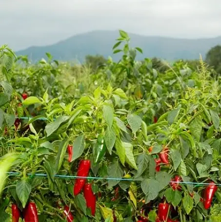 Premières récoltes de piment d'Espelette #Etape 7