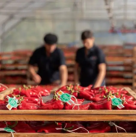 Festa Major Saint Cyprien du 12 au 14 Septembre (66)