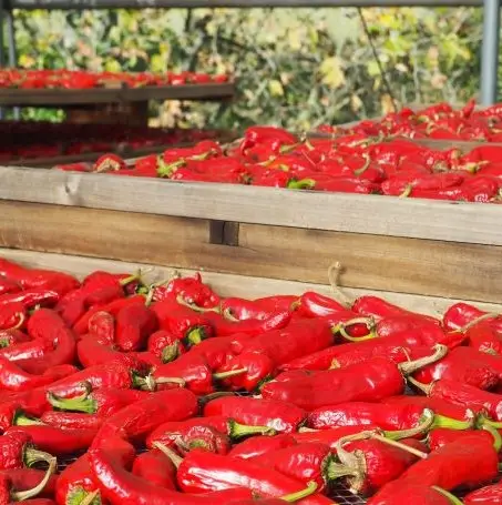 Pré séchage des piments rouges #Etape 9
