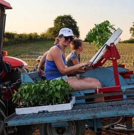 De la graine à la transformation : les étapes de la production de piment d’Espelette